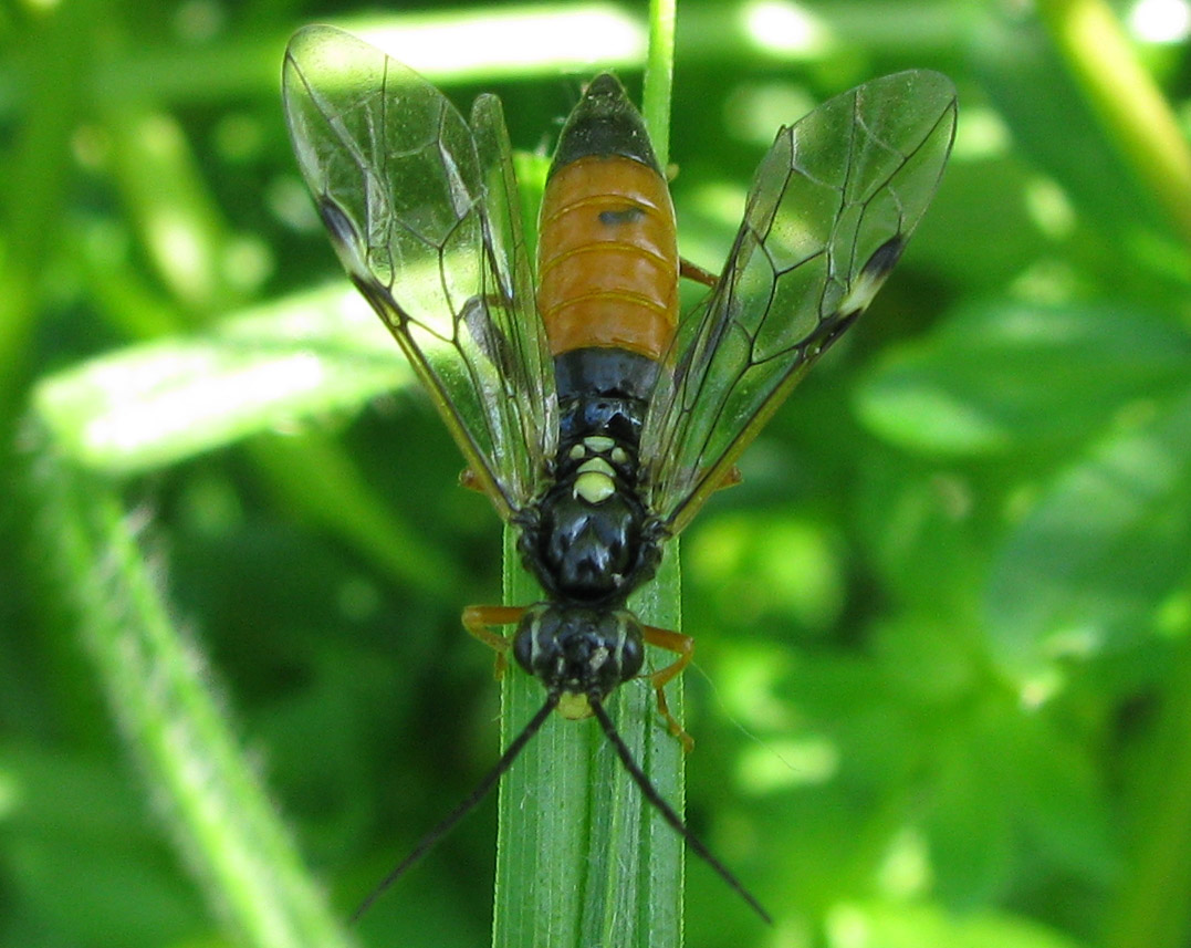 Tenthredinidae